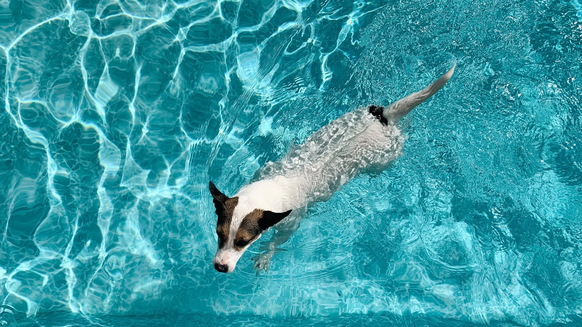 Can Dogs Swim in Saltwater Pools?