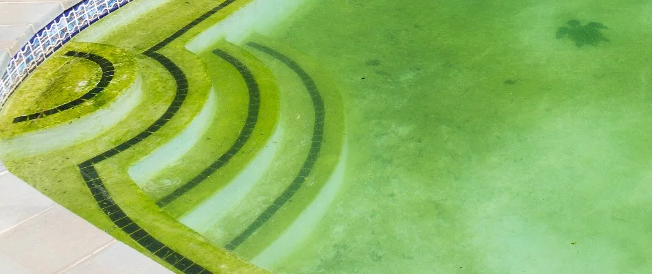 Pool in Bridgehampton, NY, with algae buildup.
