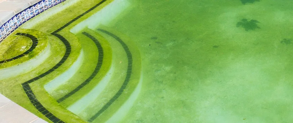 Pool in Bridgehampton, NY, with algae growth.